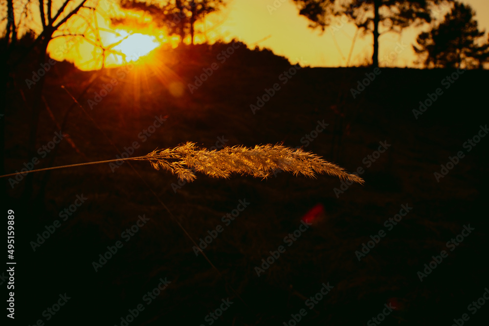 Closeup steppe or prairie grass with orange sunset and black forest silhouette with trees in the background