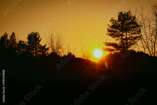 Black forest silhouette with trees on orange sky background with setting sun