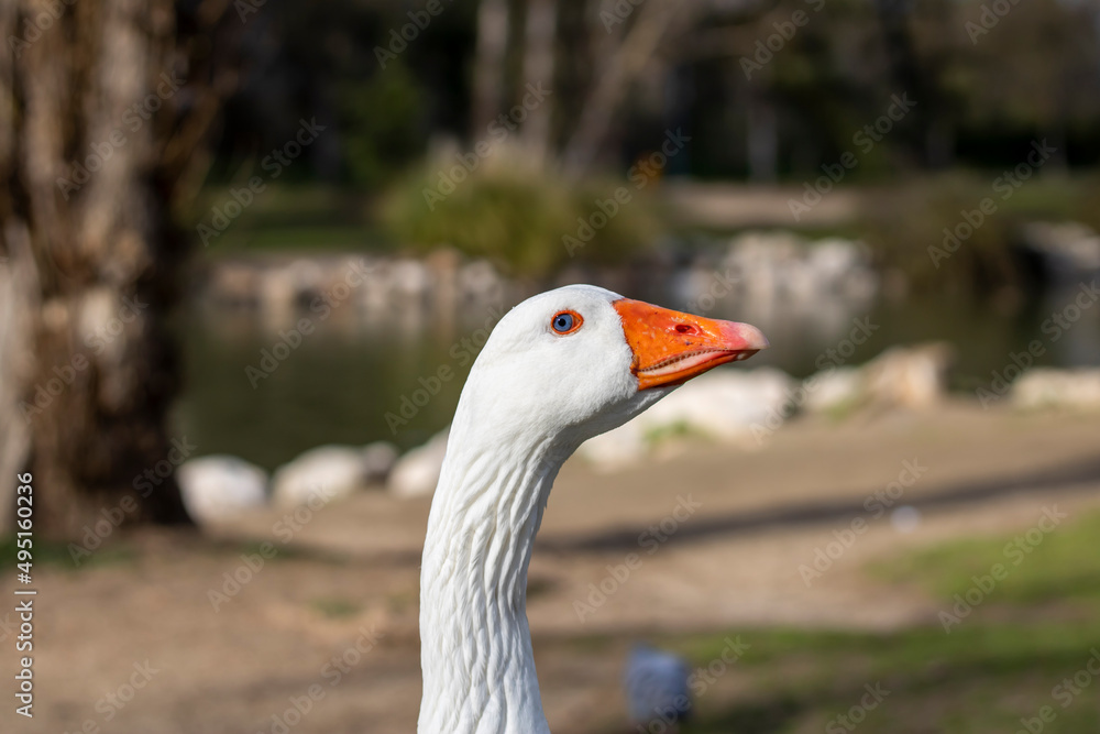 Fototapeta premium Close-up of the head of a white goose in profile