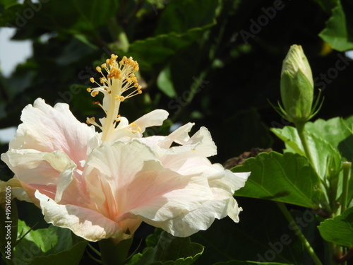 bouquet offlowers Hibiscus outdoor garden photo