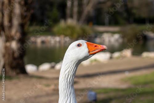 Close-up of the head of a white goose in profile