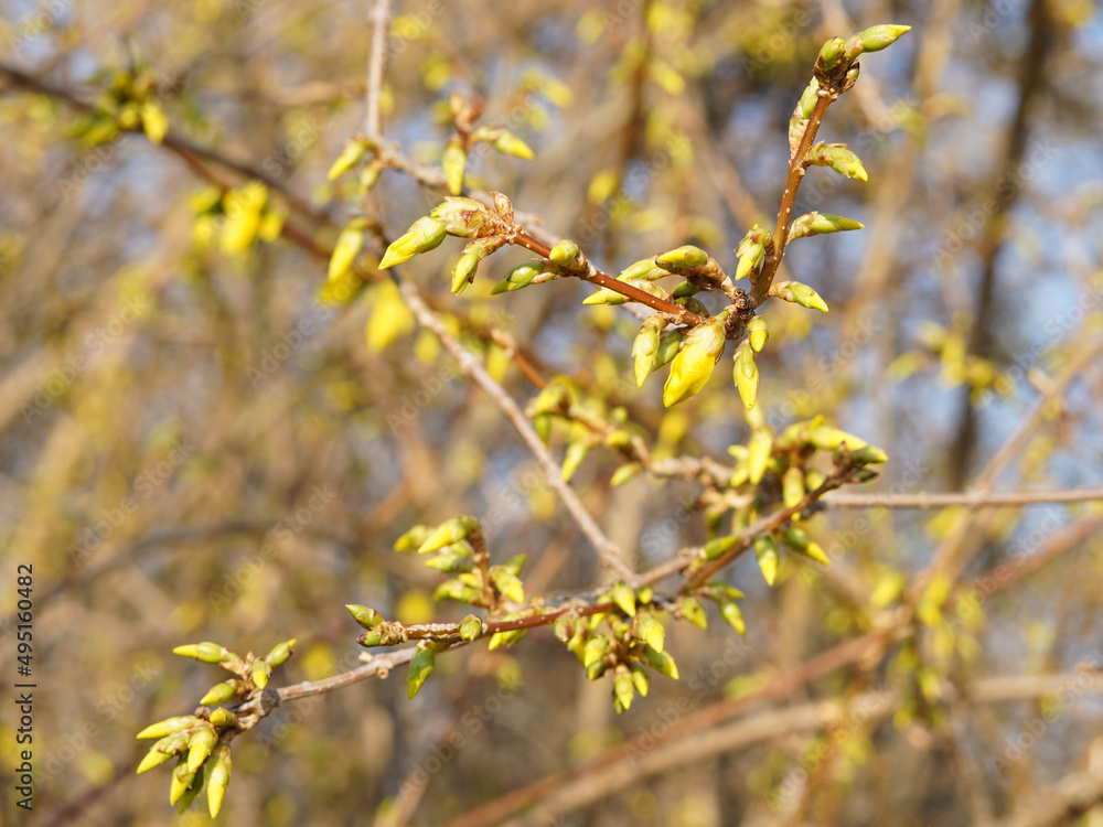 Detail of twigs of golden rain on which are many yellow flowers. Detail of twigs of golden rain on which are many yellow flowers.