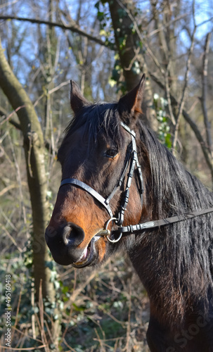 A dark brown horse in the woods © Djordje