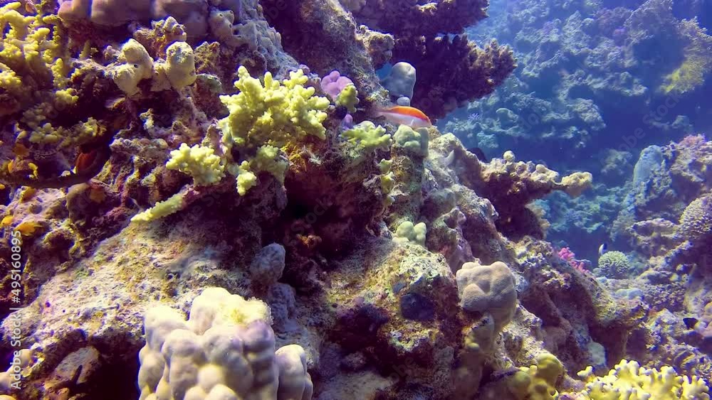 Underwater landscape of a coral reef with many tropical fish of different species against the backdrop of blue water in the Red Sea, Egypt Underwater landscape of a coral reef with many tropical fish of different species against the backdrop of blue water in the Red Sea, Egypt