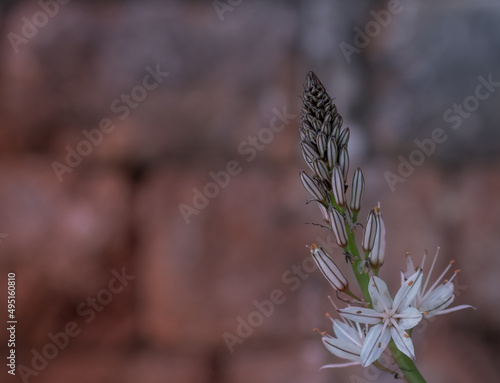 Asphodelus ramosus (branched asphodel) flower photo