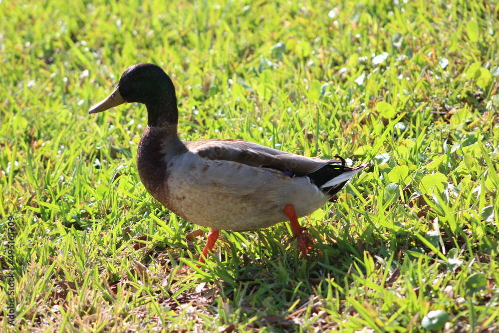 One duck walking on grass in the sun One duck walking on grass in the sun