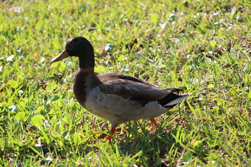 One duck walking on grass in the sun
