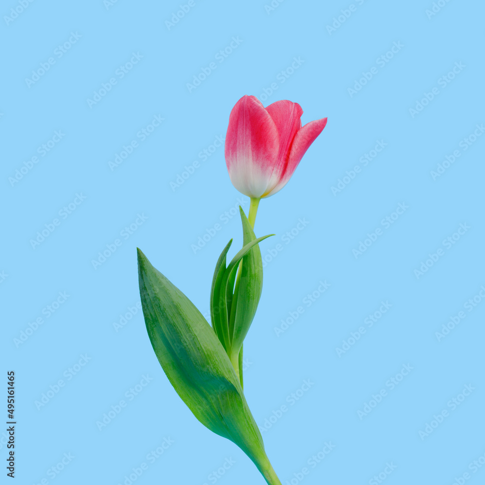 pink Tulip on a blue background. spring mood pink Tulip on a blue background. spring mood