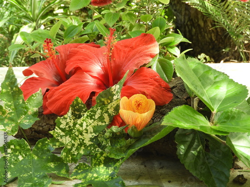 bouquet offlowers Hibiscus outdoor garden photo