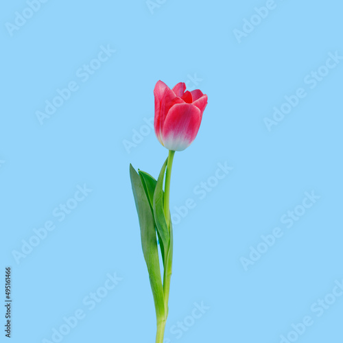 pink Tulip on a blue background. spring mood