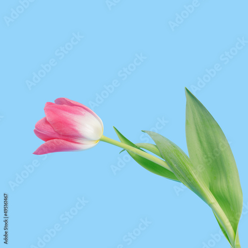 pink Tulip on a blue background. spring mood