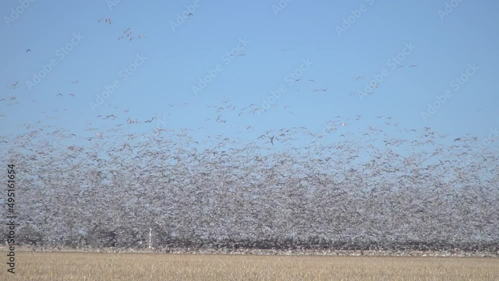 A large stormy flock of birds flying across the blue sky, a swarm of seagulls in a dynamic formation A large stormy flock of birds flying across the blue sky, a swarm of seagulls in a dynamic formation