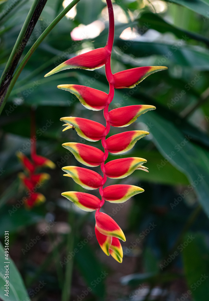 Obraz premium Close up of beautiful red and yellow heliconia flower in bloom.