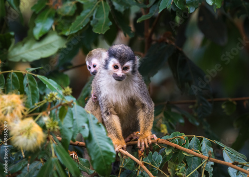 Squirrel monkey with baby on it's back on a tree branch in Costa Rica. © Cavan