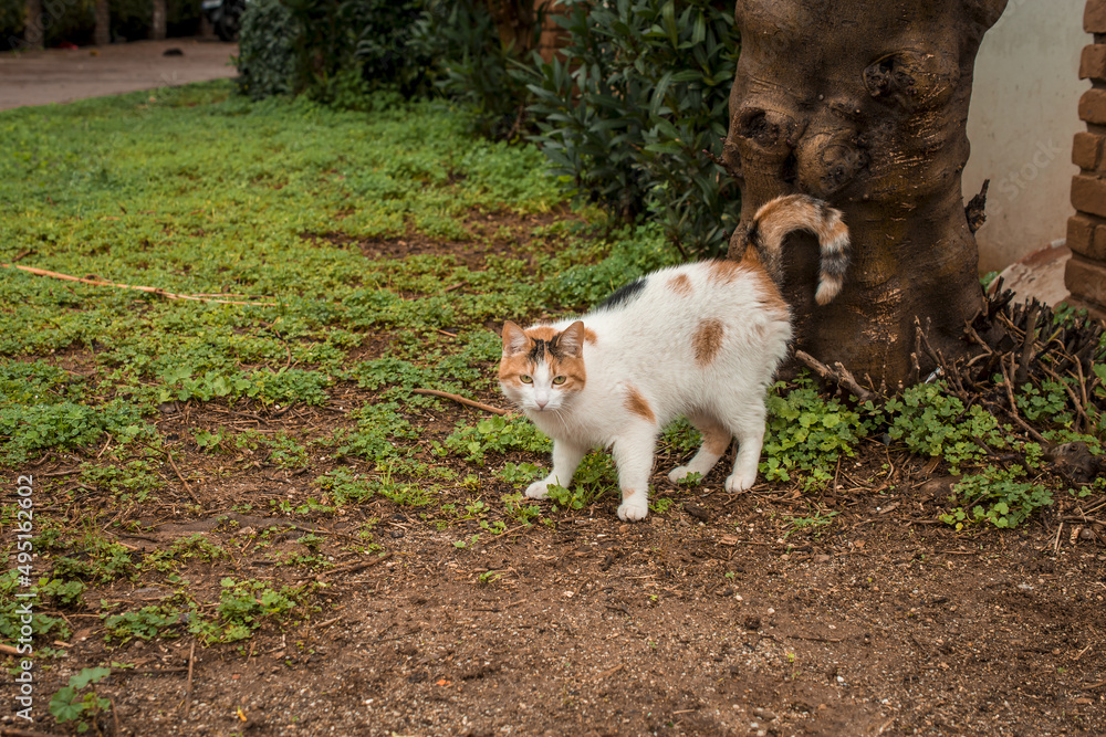 Wild cats in the park of Alanya Turkey Wild cats in the park of Alanya Turkey