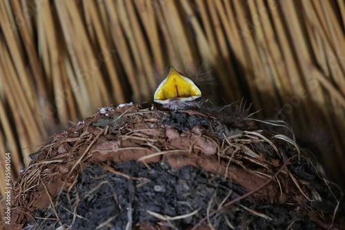 Leinwand Poster White-throated Swallow fledgling in the nest, Pilanesberg National Park