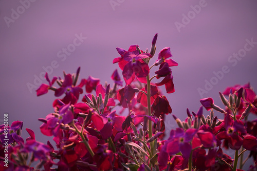 Flourishing pink buds of a flowering pink plant on a light purple background