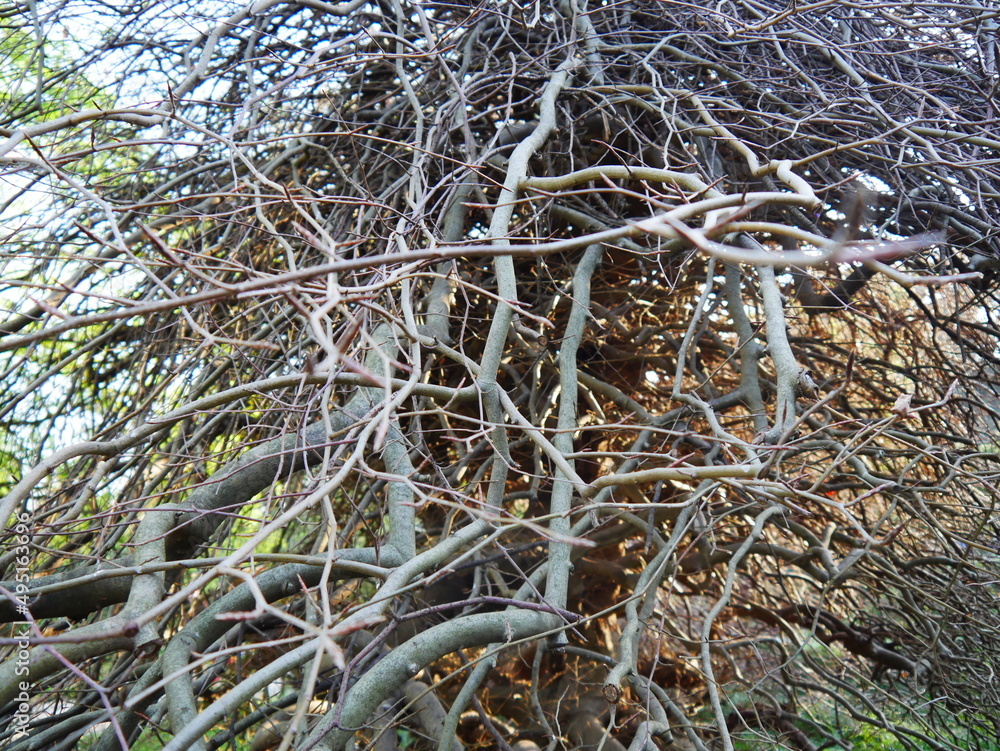 Un arbre dépourvu de feuilles, composé d'une multitude de branches tombantes, dans un parc, invasion de lierres et de plusieurs branches de bois, contexte un peu horrifique et suspence