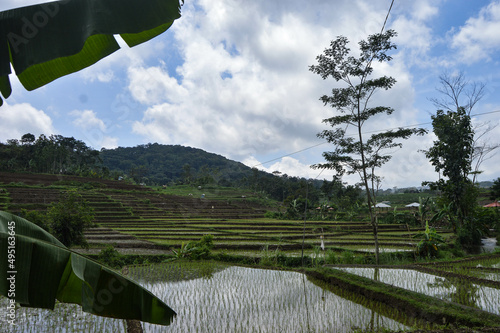 Beautiful views of rice fields with nature and mountains in Mojokerto photo