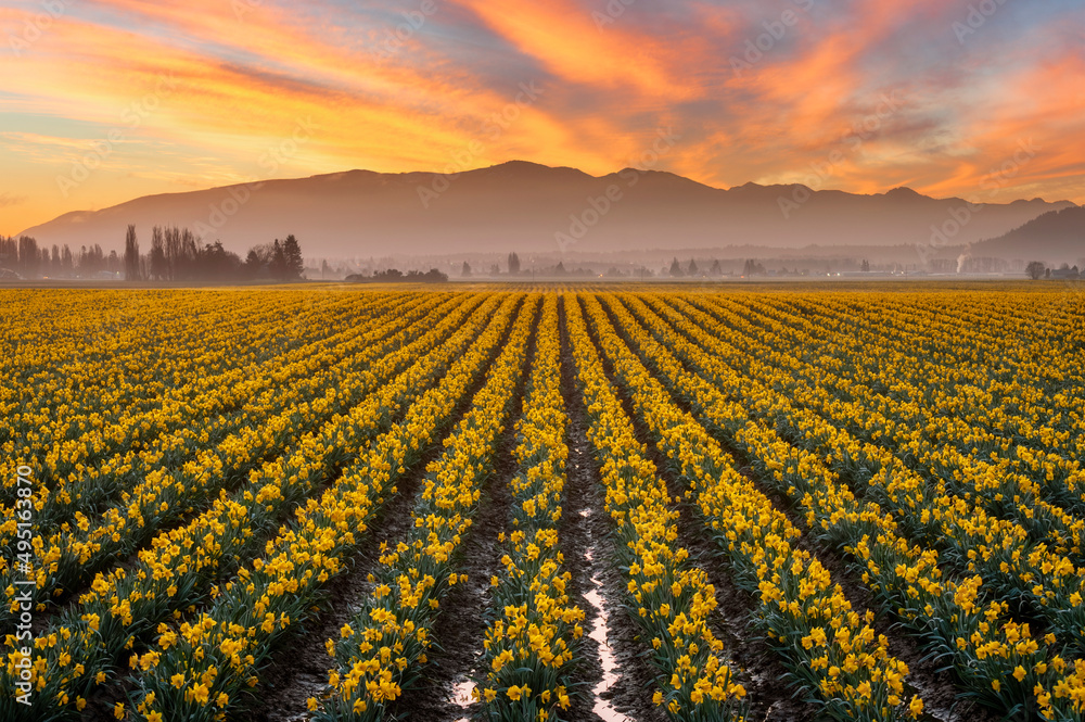 Dramatic Sunrise Over the Daffodil Fields of the Skagit Valley, Washington. Daffodils are one of the first flowers of spring and are enhanced by the warm golden light from a beautiful sunrise.