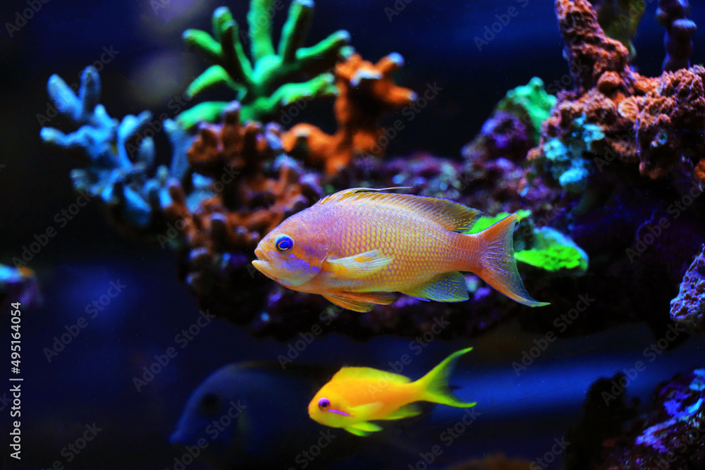 Group of Anthias fishes family in coral reef aquarium tank