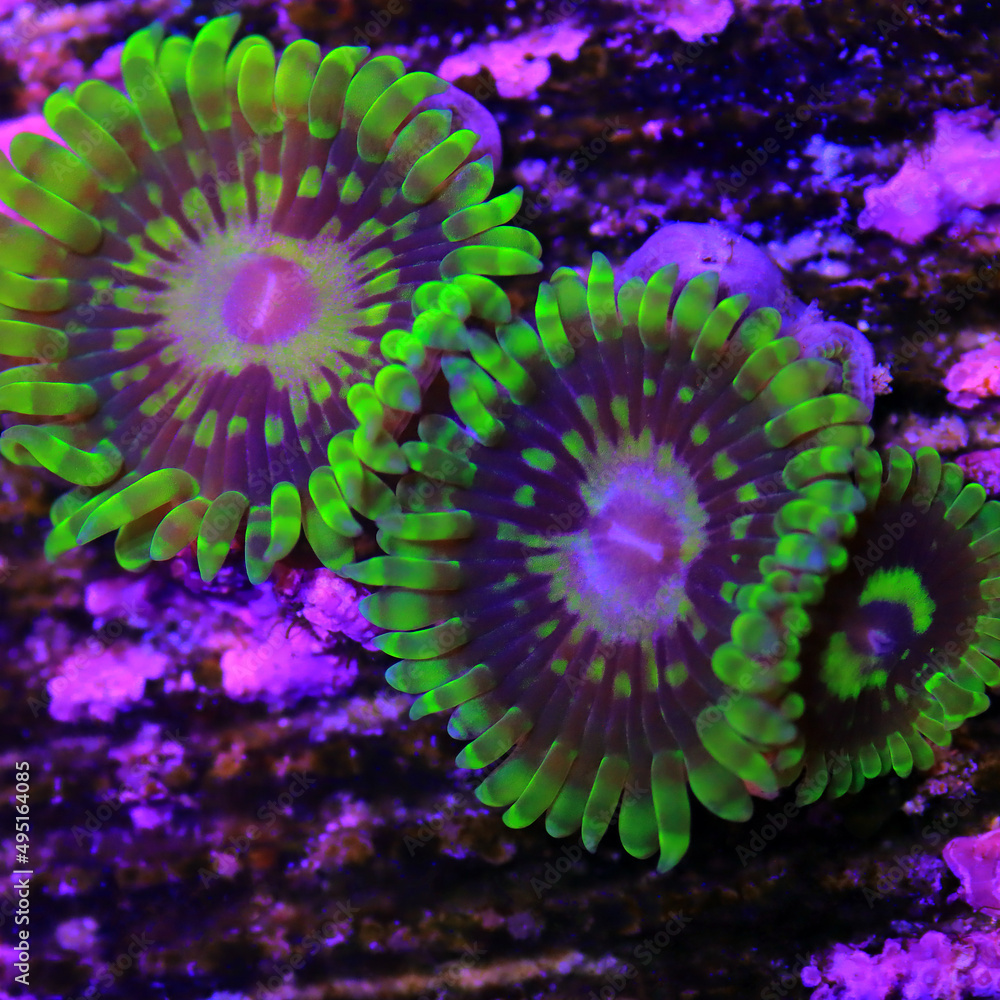 Amazing colorful Yoda zoanthids polyps colony Amazing colorful Yoda zoanthids polyps colony