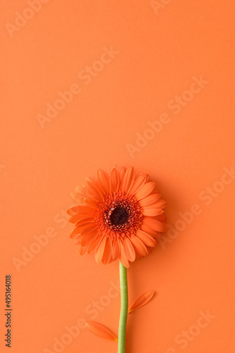 Orange gerbera daisy flower on a orange background. Monochromatic spring concept.