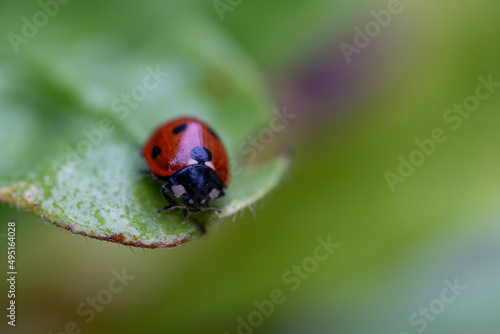 ladybug on a blade of grass, macro photography, copy space © fotomolka