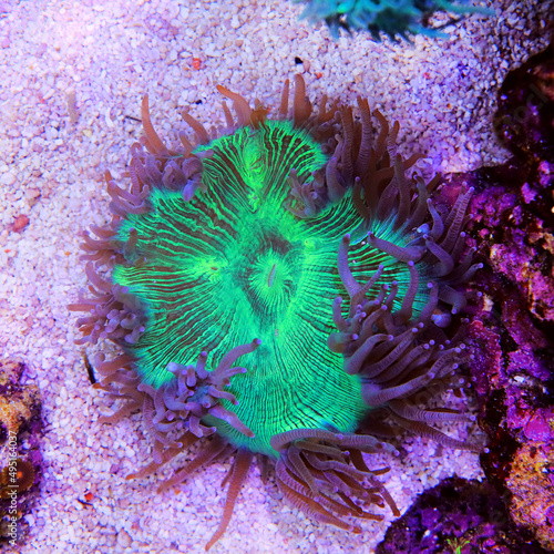 Blue tip Elegance LPS coral - Catalaphyllia Jardinei photo