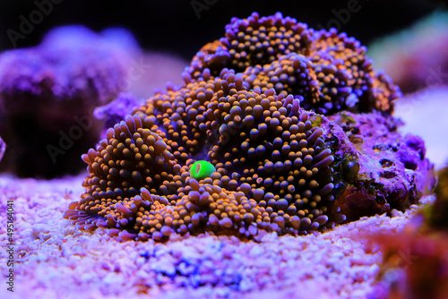 Ricordea sp. amazing mushroom soft coral