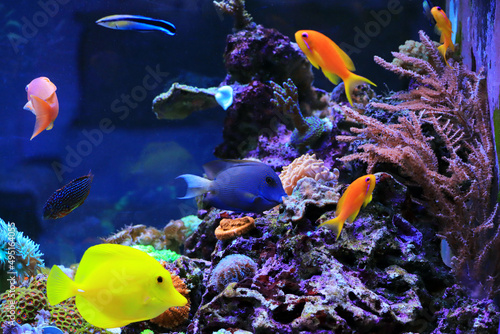 Fototapeta Naklejka Na Ścianę i Meble -  Beautiful symbiosis of group of fishes in coral reef aquarium tank