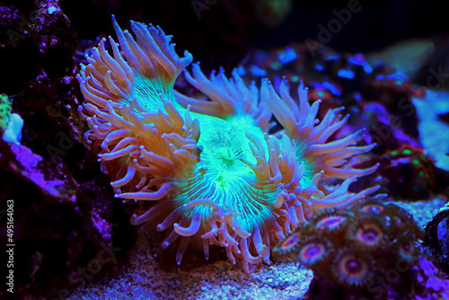 Blue tip Elegance LPS coral - Catalaphyllia Jardinei photo