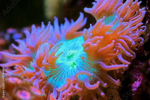 Blue tip Elegance LPS coral - Catalaphyllia Jardinei © Kolevski.V