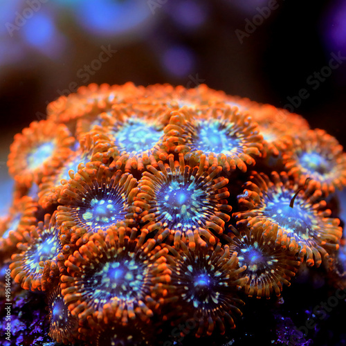 Fotografie Close up photography of uther chaos orange and small colony of zoanthid polyps