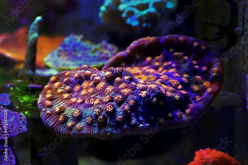 Amazing photography on Chalice large polyps stony coral