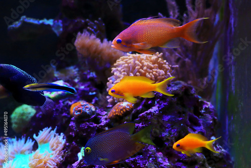 Group of Anthias fishes family in coral reef aquarium tank © Kolevski.V