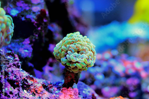 Euphyllia cristata - Grape shaped large stony coral photo