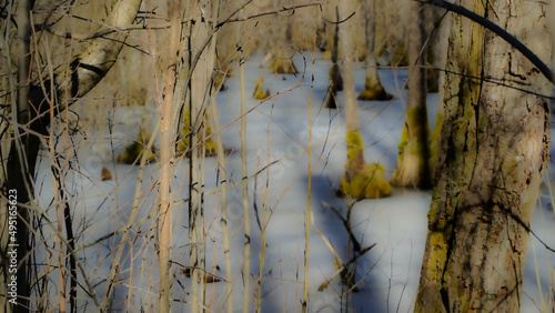 Ice in forest 