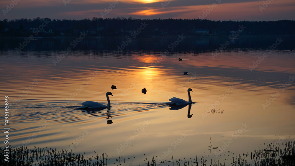 Naklejka premium two swans at sunset