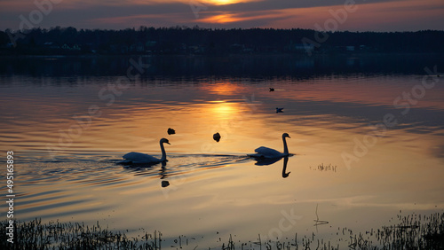 Fototapeta Naklejka Na Ścianę i Meble -  two swans at sunset
