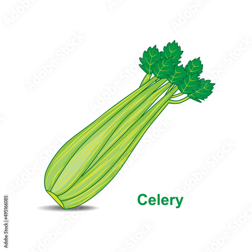 Celery bunch isolated on a white background