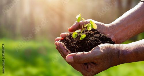 Man's hand holding young plant with sun rays on blur green nature background, concept eco earth day.