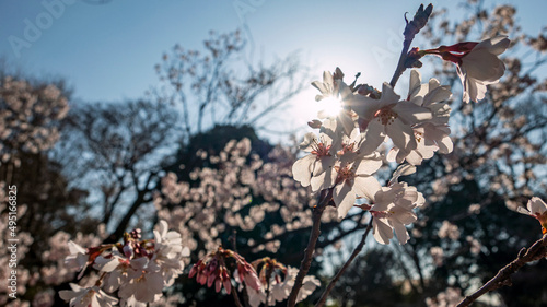 Wallpaper Mural 桜と寺院 Torontodigital.ca