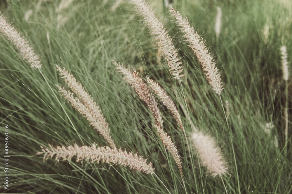 Pennisetum grass fether, positive ,relaxing ,effortless and soothing concept