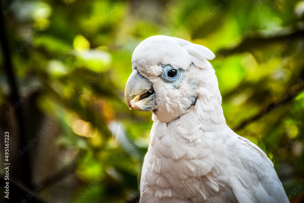 Tenerife parrot