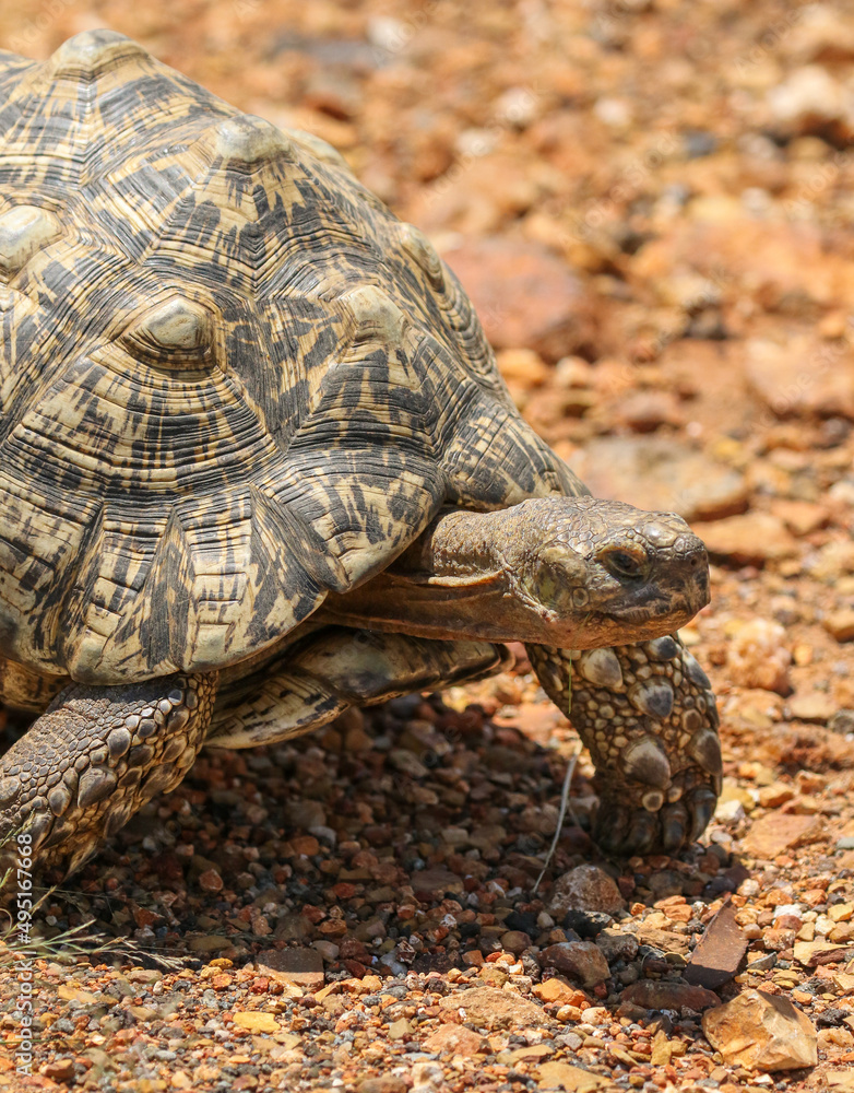 Leopard Tortoise, Pilanesberg National Park Leopard Tortoise, Pilanesberg National Park