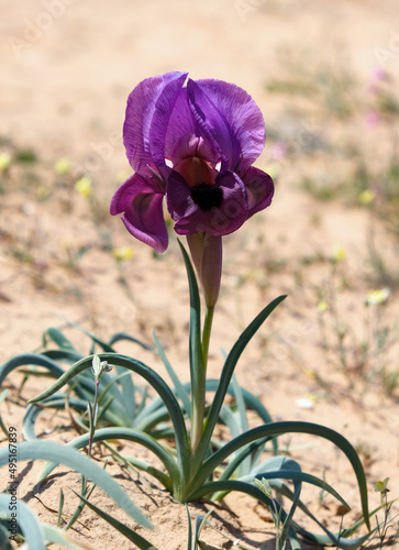 Negev iris or Iris Mariae photo