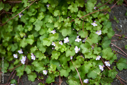 Photos 雑草・ツタバウンラン・足元・マクロ・花