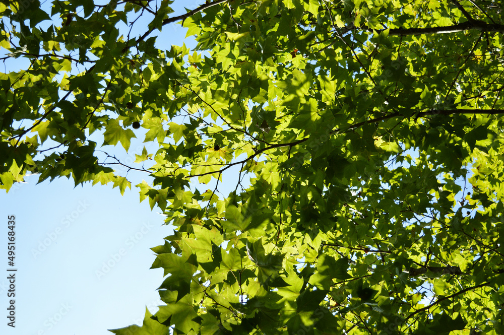 Ground view of green Platanus leaves under the sunlight and blue sky in the summer. Ground view of green Platanus leaves under the sunlight and blue sky in the summer.