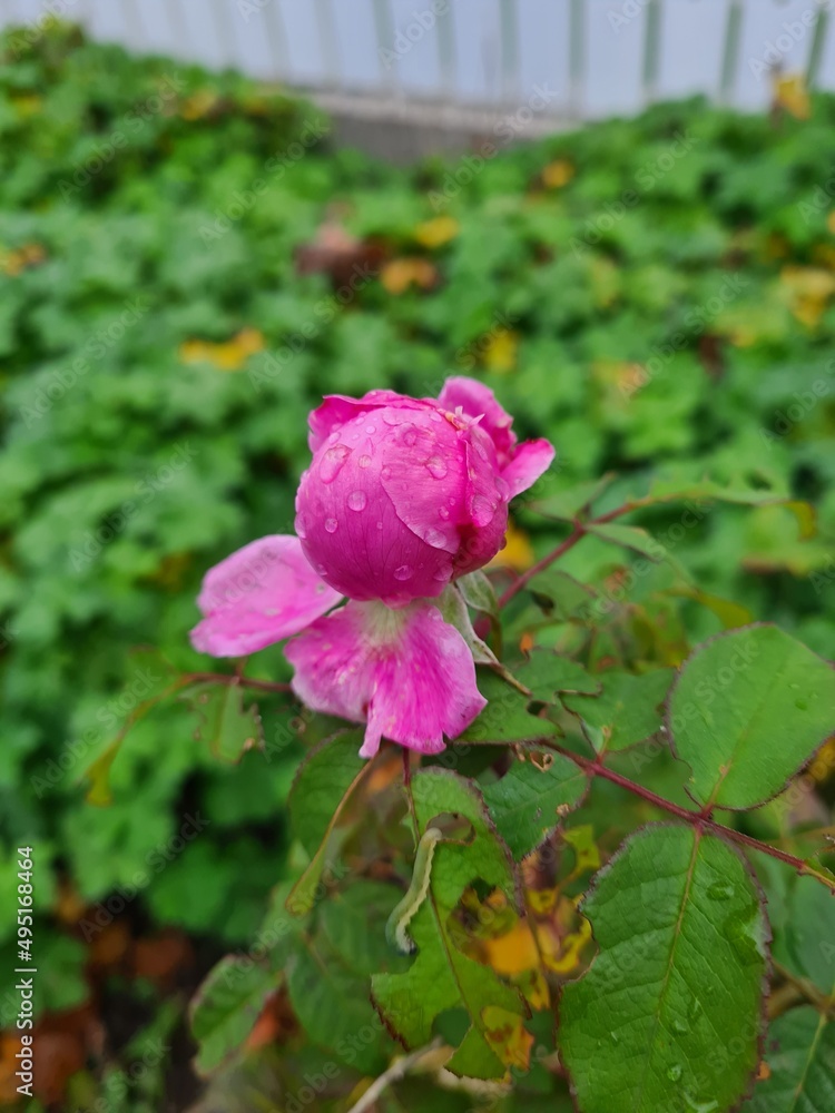 Raindrops on flowers